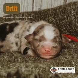 Drift - Blue merle male Miniature American Shepherd puppy in White City, Oregon from Born Rogue Miniature American Shepherds