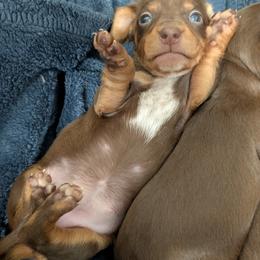 Dachshund Puppies from Ferrario Dachshunds