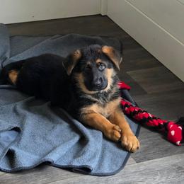 Gray - Black and red male German Shepherd puppy in Spring Hill, Florida from Iron Crest Shepherds