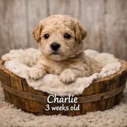 Charlie - Apricot male Goldendoodle puppy in Hendersonville, Tennessee from Ben's Best Buddy Goldendoodles