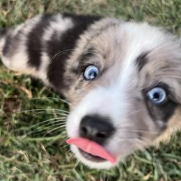 Toy Australian Shepherds from Fly Farms