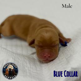 Valour Blue Collar - Yellow male Labrador Retriever puppy in Elloree, South Carolina from Moonlight Kennels LLC