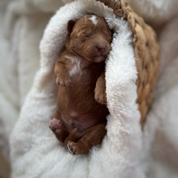 North - Red  male Goldendoodle puppy in Rio Linda, California from Plush Doodles