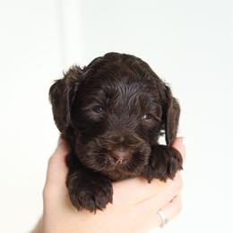 Red - Chocolate male Australian Labradoodle puppy in Williamstown, New York from Lewis Manor Labradoodles