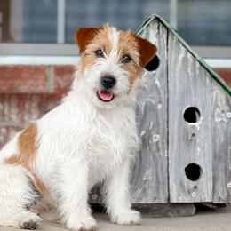 Dachshunds and Russell Terriers from T/K Jack Russell Terriers & Dachshunds