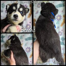 Stiles - Black and white male Siberian Husky puppy in Bloomfield, Indiana from Paiges lil huskies