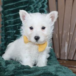 Milo - White male West Highland White Terrier puppy in Goshen, Indiana from Linda’s Lovable Pups
