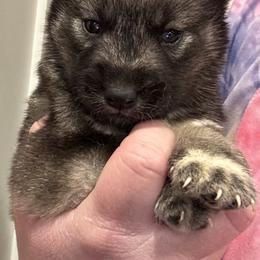Wolf gray male - Gray and white male Siberian Husky puppy in Doswell, Virginia from Shinko Siberians