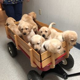 Labrador Retriever Puppies from Cary’s Buck Creek Retrievers