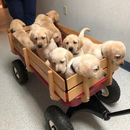 Labrador Retriever Puppies from Cary’s Buck Creek Retrievers