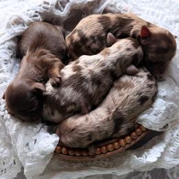 Shihpoo puppies from The Teddybear Shihpoo