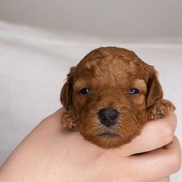 Poodle Puppies from bemi_toys