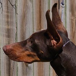 Brandi - Doberman Pinscher