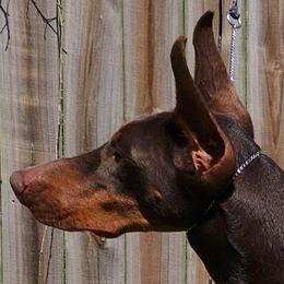 Brandi - Doberman Pinscher
