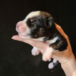 Cas - Black tan and white male Siberian Husky puppy in Madison, Georgia from Thornbury Kennel