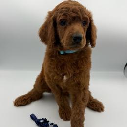 Mai Tai - Red  male Poodle puppy in Mount Vernon, Illinois from AMC Poodles