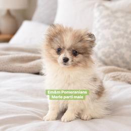Blue merle parti - Blue merle male Pomeranian puppy in Kentucky from Em&M Pomeranians