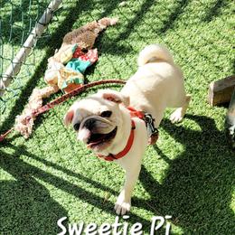 AKC Sweetie Pi - Pug