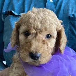 Goldendoodle and Russian Toy Puppies from Nesting Dolls Russian Toys