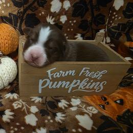 Zombie - Red tri-color male Australian Shepherd puppy in Albany, Oregon from Red Cloud Australian Shepherds and DeGray Great Danes & Bulldogs