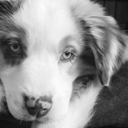 Miniature Australian Shepherd and Toy Australian Shepherd All Grown Up from 2Lazy2P Mini Aussies