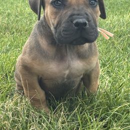 Pink collar - Brown female Boerboel puppy in Colorado Springs Co, Colorado from On The Peak Boerboel