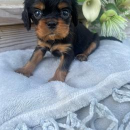 Male 2 - Black and tan male Cavalier King Charles Spaniel puppy in Greensburg, Kentucky from Kentucky Cavalier King Charles Spaniels