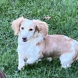 Princess - Dachshund