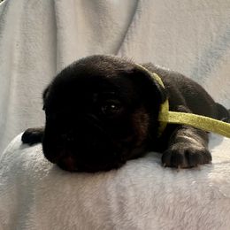 French Bulldog Puppies from Hope Mountain French Bulldogs