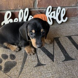 Jasper - Black and tan male Dachshund puppy in Keota, Oklahoma from Skyview Doxie Ranch