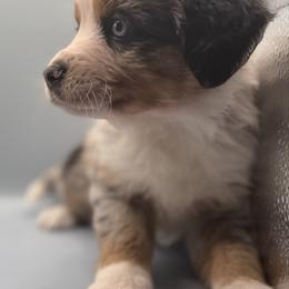 Boy 3 - Blue merle male Australian Shepherd puppy in New Boston, New Hampshire from Painted Pup Australian Shepherds