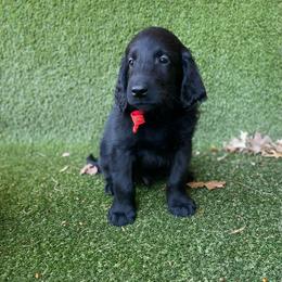 Salsa - Mike - Red - Black male Flat-Coated Retriever puppy in Park Rapids, Minnesota from Catori