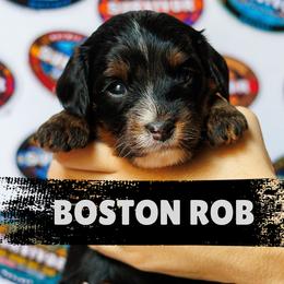 Boy 3 - Tri-color male Bernedoodle puppy in Gilbert, Arizona from Safe Havynn Doodles