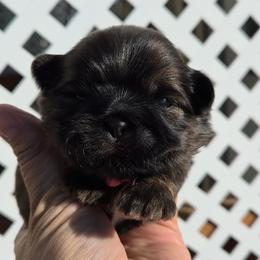 Hot Pink Collar - Liver female Shih Tzu puppy in El Paso, Texas from Paws Of Beauty