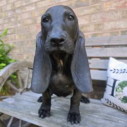 Triton - Black male Colombian Fino Hound puppy in Kingston, Tennessee from Fino Hounds USA
