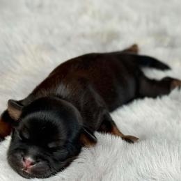 Boy 2 - Black and tan male Shih Tzu puppy in Calimesa, California from Little Mountain’s Shih Tzus