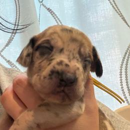 Kate Spade - Merle female Great Dane puppy in Aldie, Virginia from High Point Mountain Danes