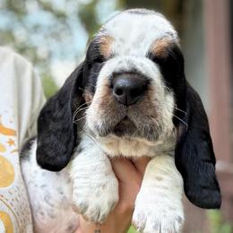Anthony - Black white and tan male Basset Hound puppy in Poplarville, Mississippi from Kara's Basset Hounds