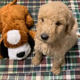 Goldendoodle Puppies from Bear Ridge Doodles