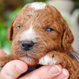 Wells (Reserved) - Red  male Goldendoodle puppy in Salado, Texas from Red Ranch Dogs