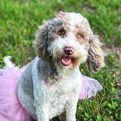 Double Doodles from The Scott’s Dood Ranch