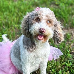 Double Doodles from The Scott’s Dood Ranch