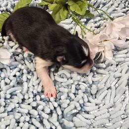 Stefan - Black and white male Pomsky puppy in Elgin, Oregon from Kenna'z Kuddly Pomskiez