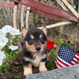 Baxter - Black and white male American Corgi puppy in Pioneer, Michigan from Country Corners Corgis