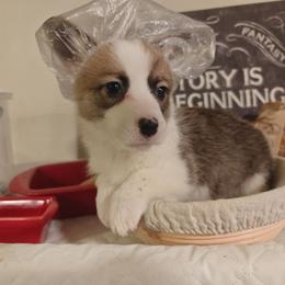 Kiara - Sable female Pembroke Welsh Corgi puppy in Saint John, Washington from Fuzzbutt Farm's Corgis