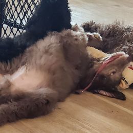 Poodle Puppies from Blackland poodles