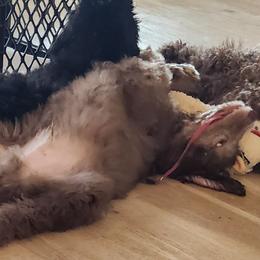 Poodle Puppies from Blackland poodles