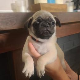 Boy 1 - Fawn male Pug puppy in Carbon Hill, Alabama from Gleaton's Pugs