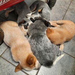 Australian Cattle Dog Puppies from Stellar Cattle Dogs