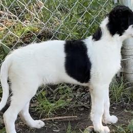 Borzois from Emerald City Borzoi